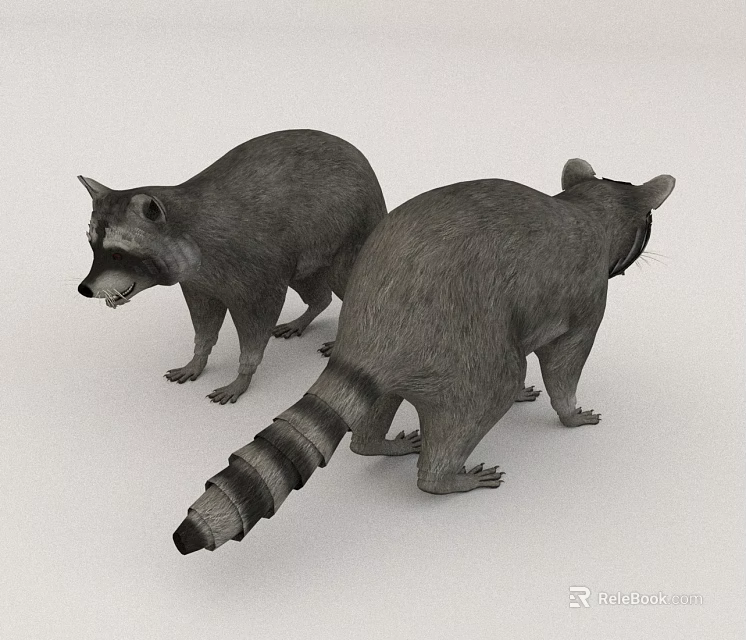 Two Realistic Raccoon 3D Models On White Background 3d model 