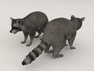 Two Realistic Raccoon 3D Models On White Background 3d model