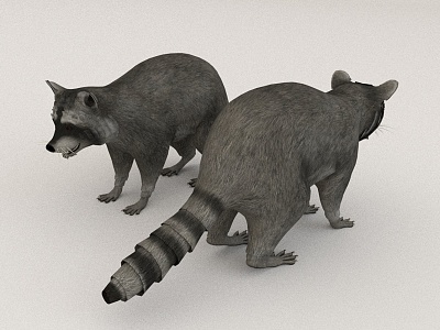 raccoon 3d model