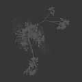 Blooming White Orchid Flowers With Red Spots And Green Leaves On White Background