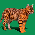 Tabby Cat Standing With Striped Fur Yellow Eyes On Green Background