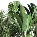 Various Types Of Indoor Potted Plants With Large Green Leaves In Black Modern Pots