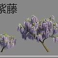 Ornamental Trees Wisteria and Kanzan Cherry with Purple and Orange Blooming Flowers
