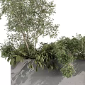 Green Trees And Shrubs In Grey Planters With White Background And Lush Foliage