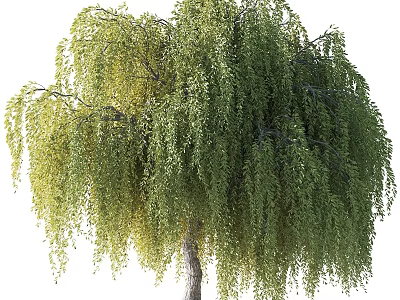 Tall Weeping Willow Tree With Lush Green Drooping Branches And Foliage 3d model