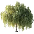 Tall Weeping Willow Tree With Lush Green Drooping Branches And Foliage