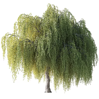 Tall Weeping Willow Tree With Lush Green Drooping Branches And Foliage 3d model