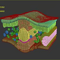 Cartoon Scene Of Green Cell Structure With 3D Organelles And Layered Design
