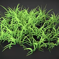 Lush Green Grass With Long Slender Leaves And Vibrant Color Against Black Background