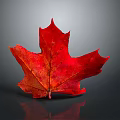 Vibrant Red Maple Leaf with Clear Veins Glossy Surface and Reflection on Gray Background 3d model