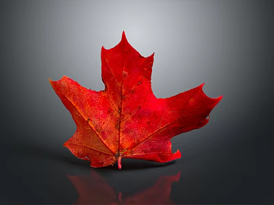Vibrant Red Maple Leaf with Clear Veins Glossy Surface and Reflection on Gray Background 3d model