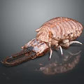 Giant Isopod With Segmented Brown Body Large Claws And White Legs On Gray Surface