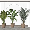 Large Leafy Potted Plants in Woven Pots with Circular Glowing Light Decor