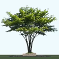 Lush Green Arbor With Multiple Trunks And Dense Leafy Canopy Against Clear Blue Sky