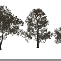 Tall Lush Arbor Trees With Dense Green Leaves And White Blossoms