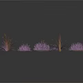 Purple Decorative Plants With Clustered Growth And Thin Stems In Group
