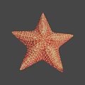Red Orange Starfish With Detailed Textured Surface On Gray Background