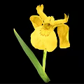 Vibrant Yellow Iris Flower With Fresh Green Leaves Isolated On Black Background