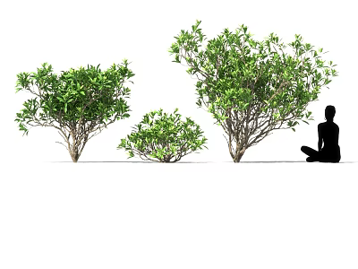 Three Serene Green Plants With Various Shapes And Sitting Silhouette In White Background 3d model