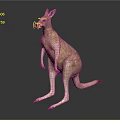 Australian Kangaroo in Standing Pose with Strong Hind Legs and Long Tail Showing Natural Fur Texture