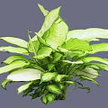 Lush Indoor Bush With Green And White Variegated Leaves For Decoration