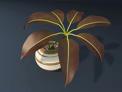 Green Plant With Large Brown Leaves And Yellow Veins In Striped Vase On Dark Background 3d model