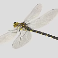 Dragonfly With Transparent Wings Black Yellow Body And Compound Eyes