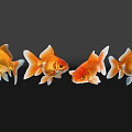 Four Orange Goldfish Swimming Gracefully In Black Background With Clear Reflection 3d model