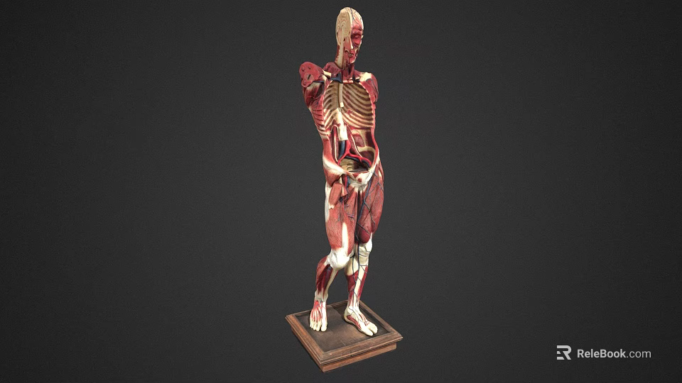 Human Muscle Anatomy Model As Medical Device With Detailed Muscle Structure 3d model 