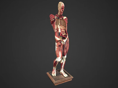 modern figure muscle profile human 3d model