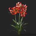 Vibrant Red Flowers With Green Leaves And Multiple Blooms On Dark Background