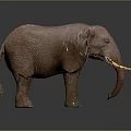 Brown African Elephant With Large Ears Long Tusks Standing On Dark Background