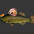 Colorful Tropical Fish Collection With Orange Goldfish Green Yellow And Patterned Varieties