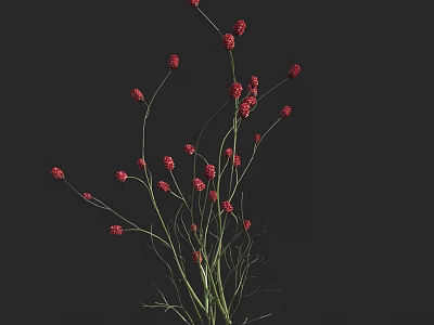 Red Small Flowers with Slender Green Stems Against Black Background 3d model