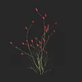 Red Small Flowers with Slender Green Stems Against Black Background 3d model