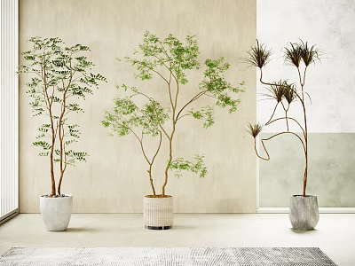 Indoor Bonsai Plants Display With Different Types And Stylish Pots Against Light Colored Walls And Modern Floor 3d model