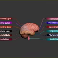 Human Brain Anatomy Model Showing Frontal Parietal Temporal Occipital Lobes And Cerebellum