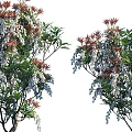 Colorful Leaf Arbor With White Blossoms And Varied Forms For Outdoor Landscape Decor