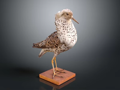 Taxidermy Bird With Spotted Feathers Standing On Wooden Base Displayed Against Dark Background 3d model