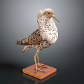 Taxidermy Bird With Spotted Feathers Standing On Wooden Base Displayed Against Dark Background