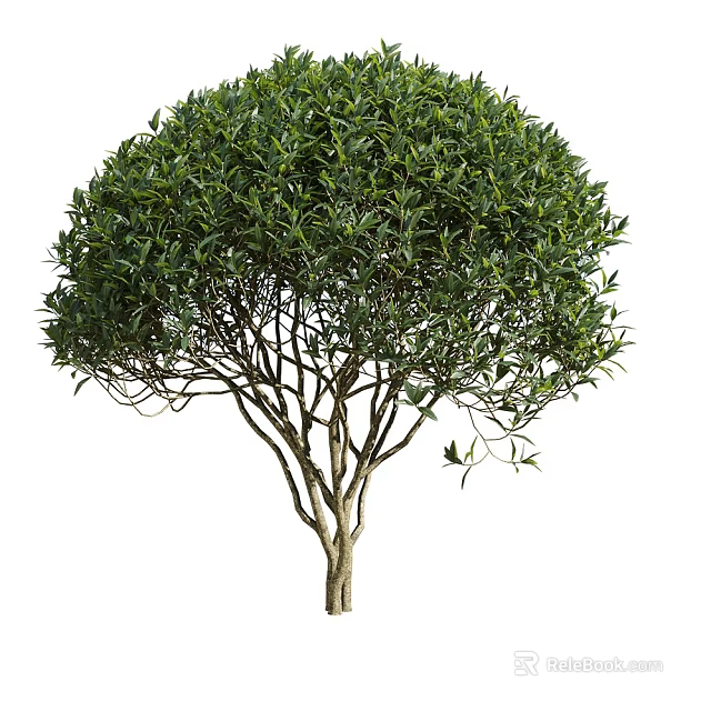 Vibrant Tree With Lush Canopy Spreading Branches And Green Leaves 3d model