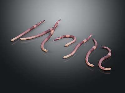 Several Pinkish Brown Earthworms With Slender Segmented Bodies And Curved Elongated Shapes 3d model