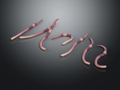 Several Pinkish Brown Earthworms With Slender Segmented Bodies And Curved Elongated Shapes 3d model