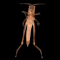 Brown Grasshopper Detailed Body Structure With Natural Texture On Black Background 3d model