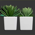 Various Green Succulent Plants in White Square Pots for Indoor Decor