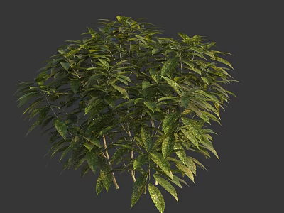 Lush Green Shrub With Dense Foliage And Vibrant Leaves For Garden Landscaping 3d model