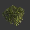 Lush Green Shrub With Dense Foliage And Vibrant Leaves For Garden Landscaping