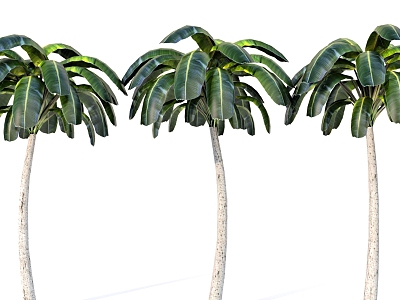 coconut tree tropical plant palm tree coconut tree model