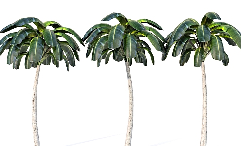 coconut tree tropical plant palm tree coconut tree 3d model