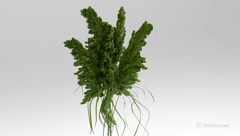 Lush Green Fern Plant With Dense Foliage And Long Delicate Stems 3d model 